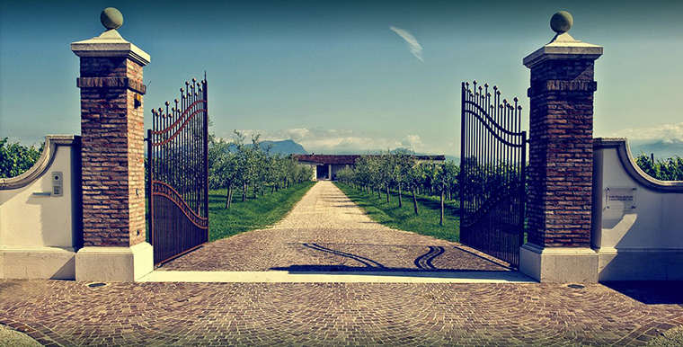 foto_dettaglio_olivini cantina_olivini