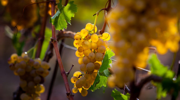 Vinitaly 2017