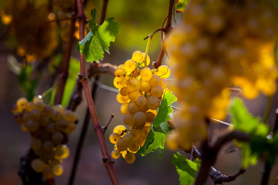 Vinitaly 2017