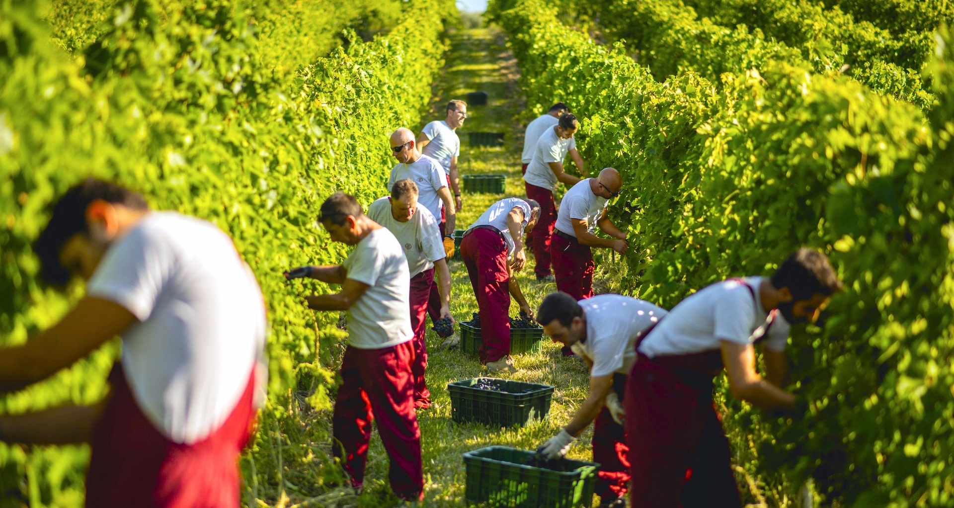 Cantina-Marramiero-Impresso-nel-Vino-10274